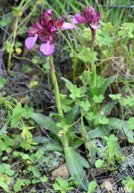 Orchis papilionacea var. alibertis = Vermeulenia alibertis