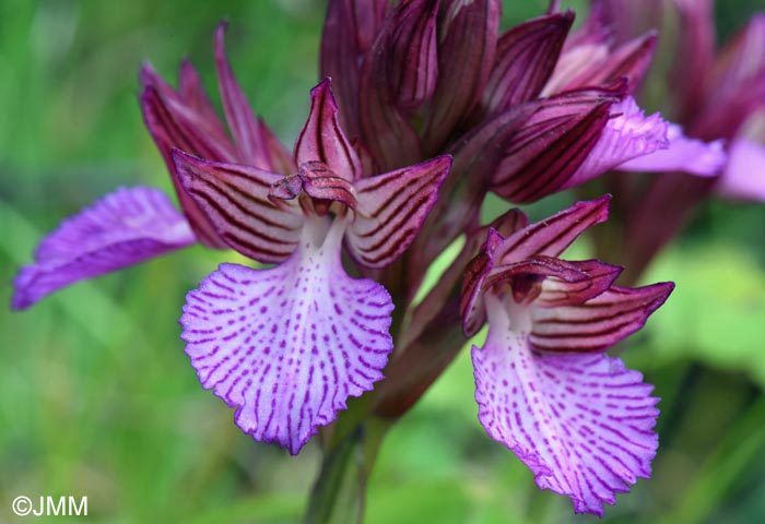 Orchis papilionacea var. alibertis = Vermeulenia alibertis