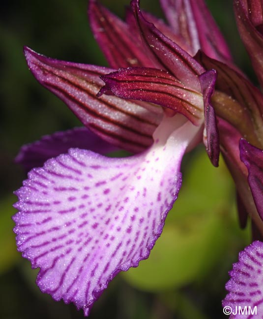 Orchis papilionacea var. alibertis = Vermeulenia alibertis