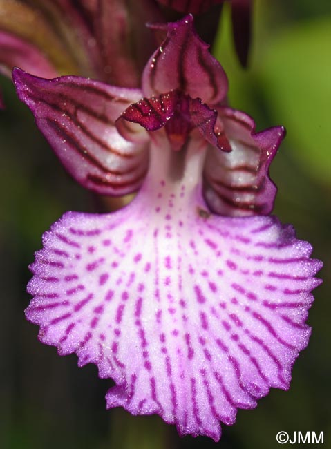 Orchis papilionacea var. alibertis = Vermeulenia alibertis