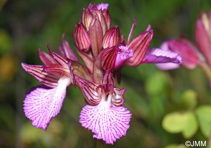 Orchis papilionacea var. alibertis = Vermeulenia alibertis