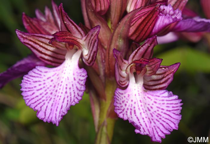 Orchis papilionacea var. alibertis = Vermeulenia alibertis
