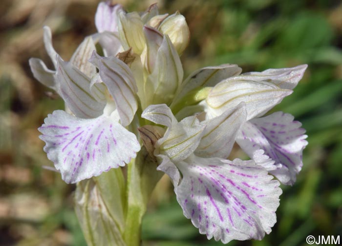 Vermeulenia messenica