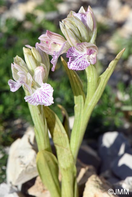 Vermeulenia messenica