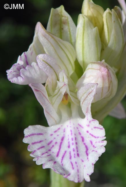 Vermeulenia messenica
