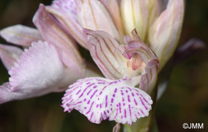 Vermeulenia messenica