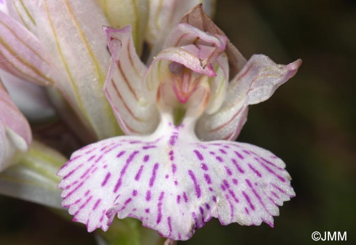 Vermeulenia messenica