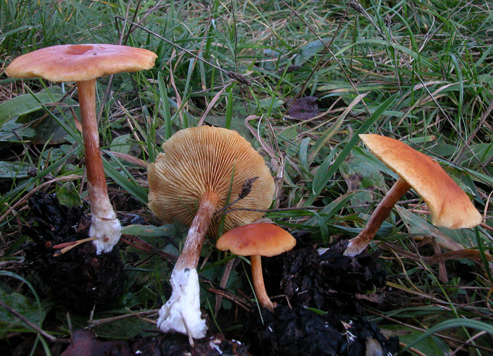 Gymnopilus penetrans