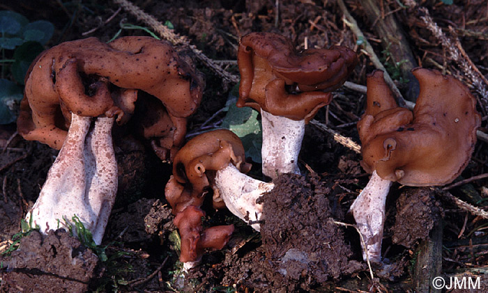 Gyromitra infula