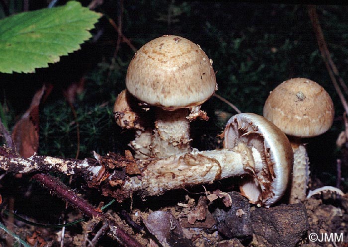 Hebeloma radicosum