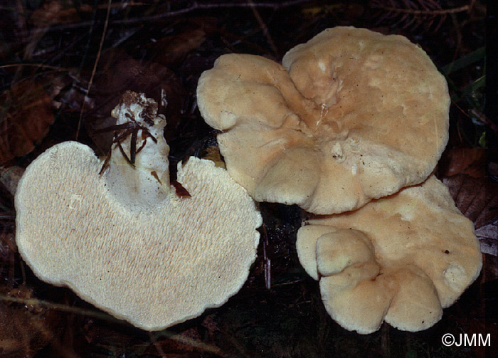 Hydnum repandum 