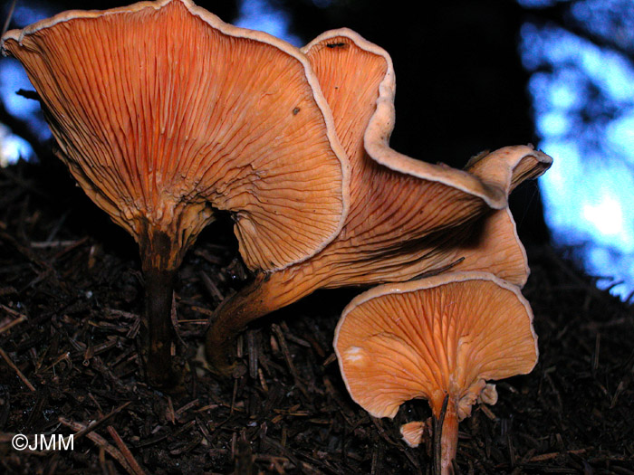 Hygrophoropsis aurantiaca