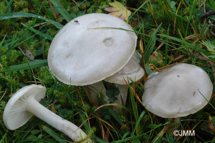 Hygrophorus agathosmus