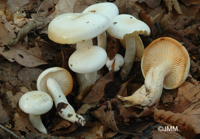 Hygrophorus discoxanthus = Hygrophorus chrysaspis