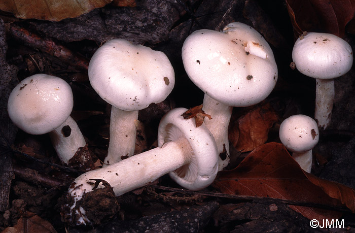 Hygrophorus cossus