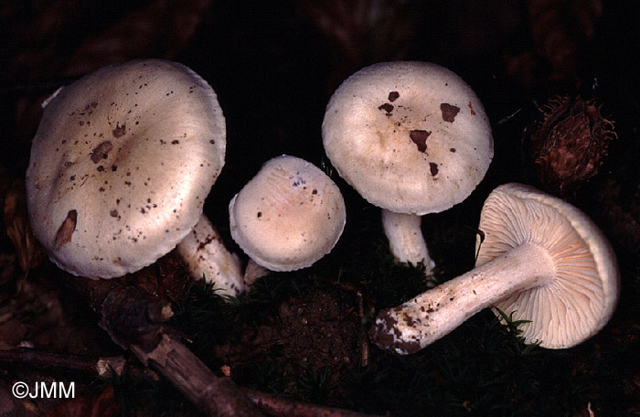 Hygrophorus fagi