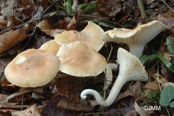 Hygrophorus nemoreus