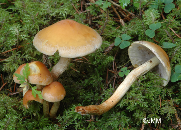 Hypholoma capnoides