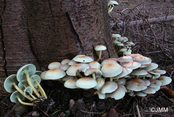 Hypholoma fasciculare