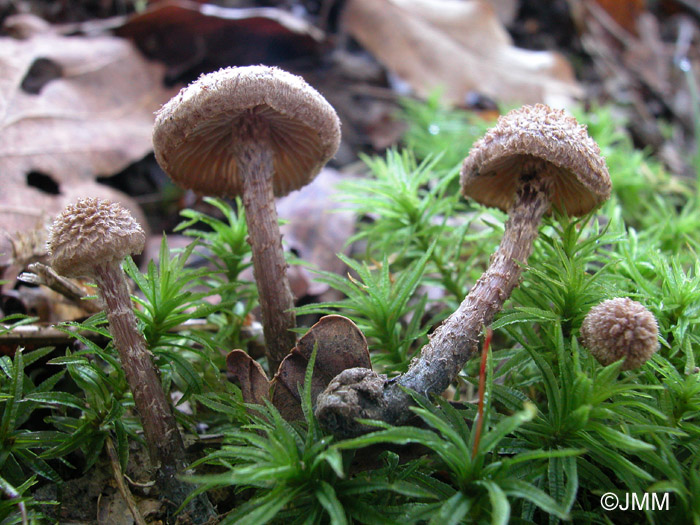 Inocybe calamistrata