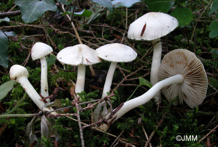 Inocybe geophylla var. geophylla