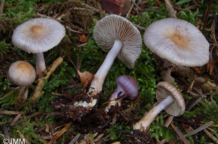 Inocybe geophylla var. lilacina