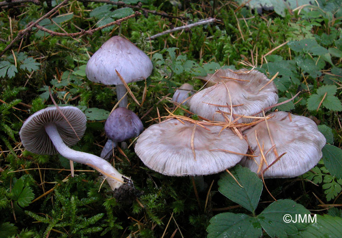 Inocybe geophylla var. lilacina