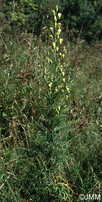 Aconitum anthora