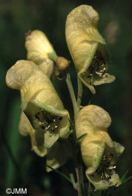 Aconitum anthora