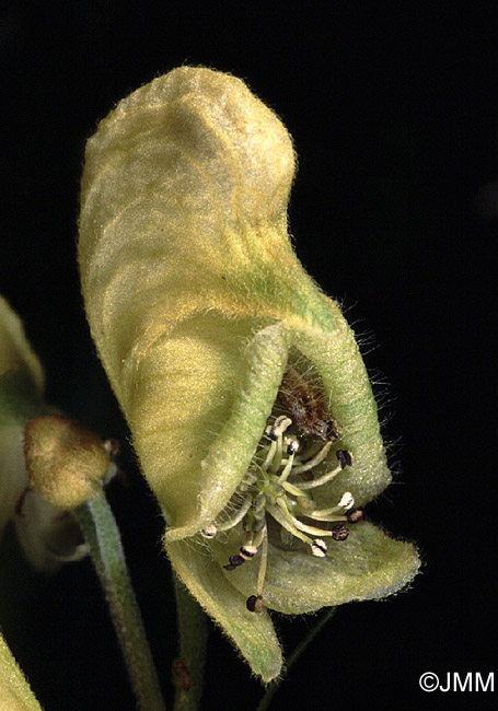 Aconitum anthora