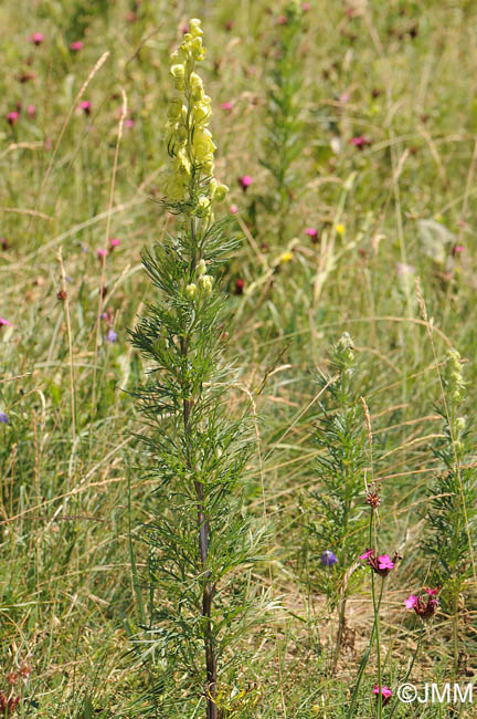 Aconitum anthora