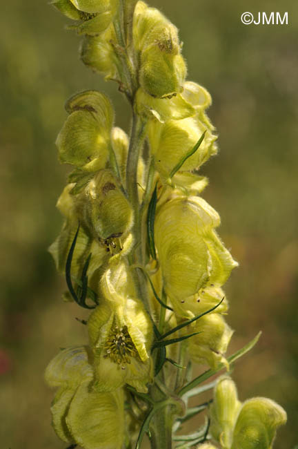 Aconitum anthora