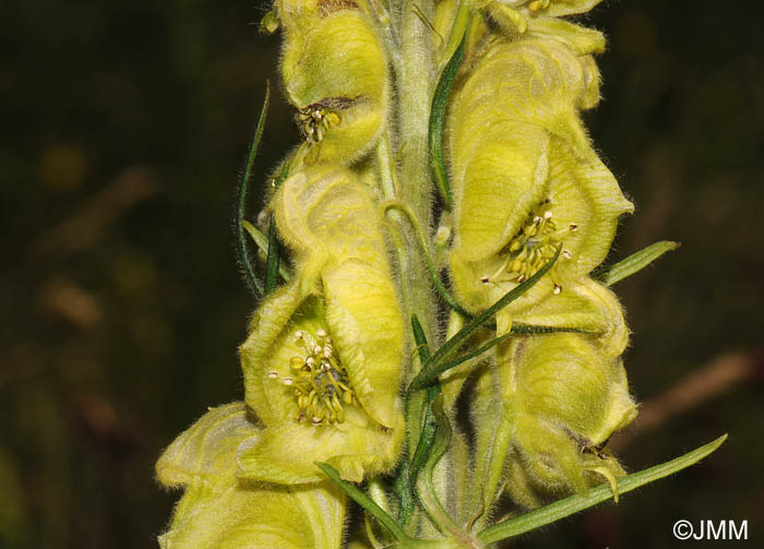 Aconitum anthora