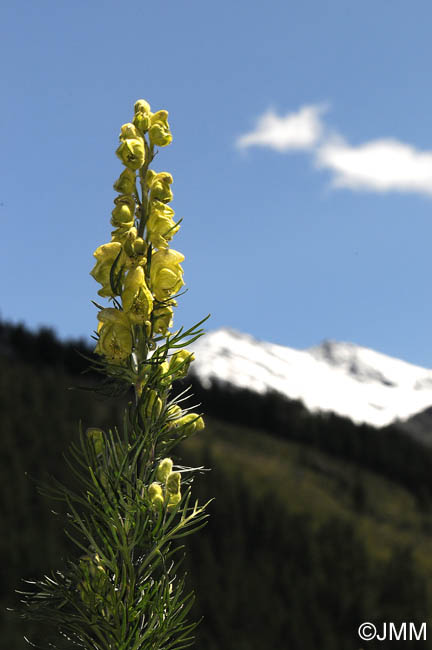 Aconitum anthora