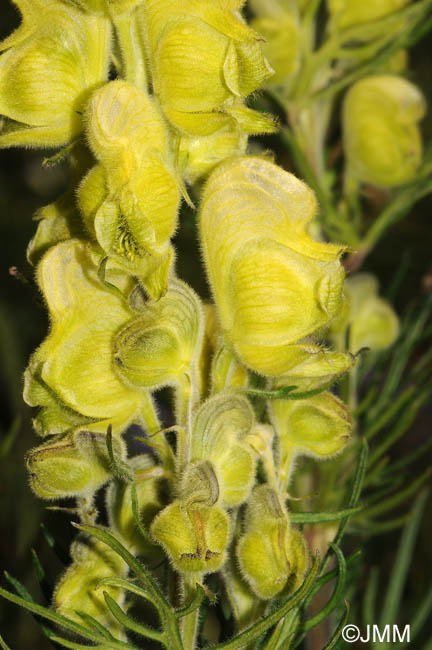 Aconitum anthora