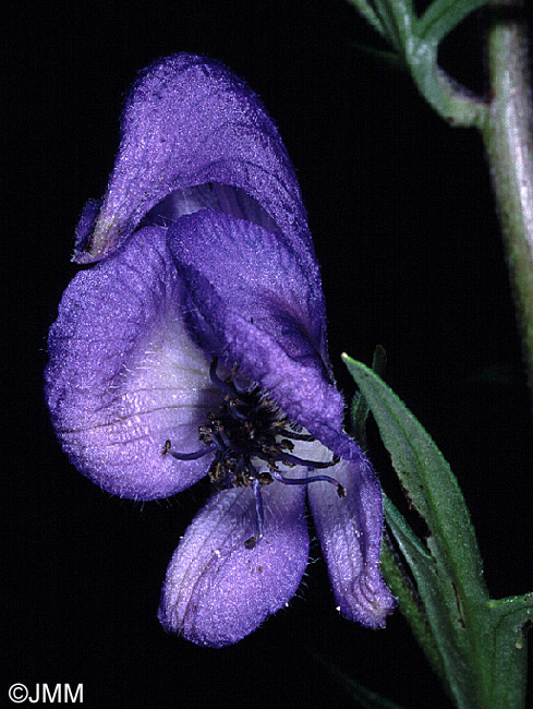 Aconitum bauhinii