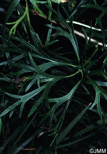 Aconitum bauhinii