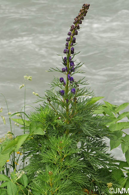 Aconitum compactum