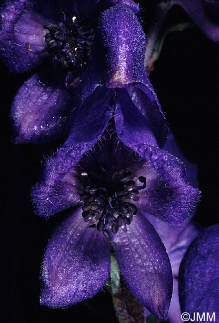 Aconitum compactum