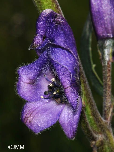 Aconitum compactum