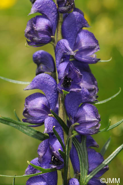 Aconitum compactum