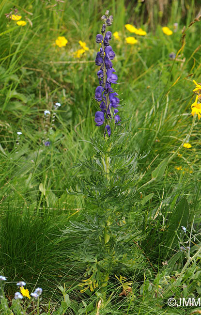 Aconitum compactum