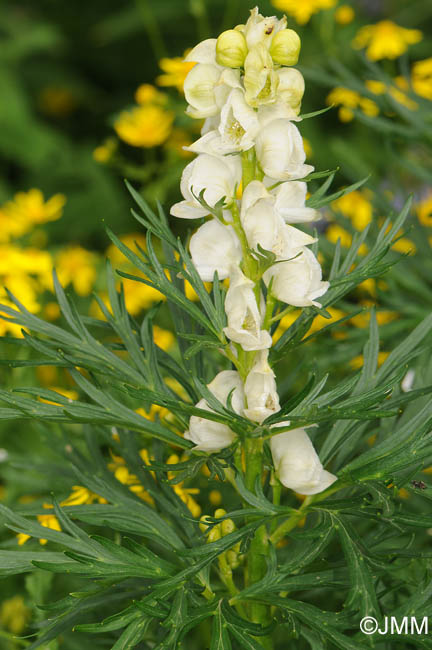 Aconitum compactum f. album 