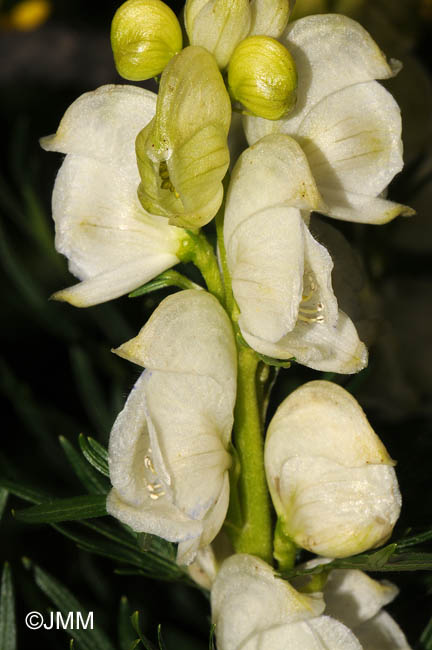 Aconitum compactum f. album 