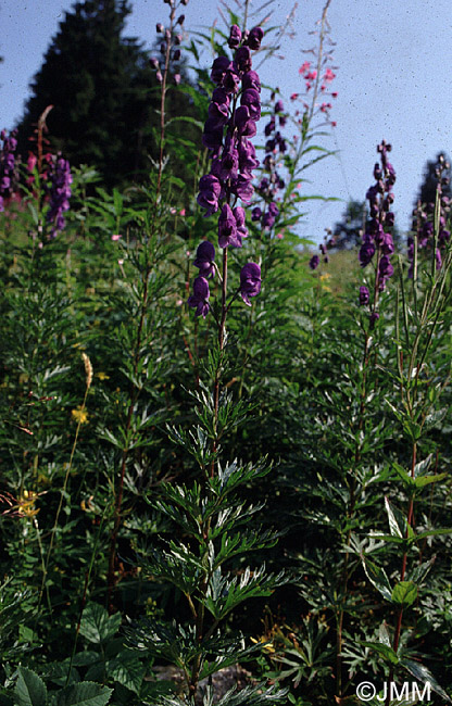 Aconitum compactum