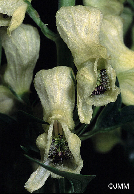 Aconitum lamarckii 