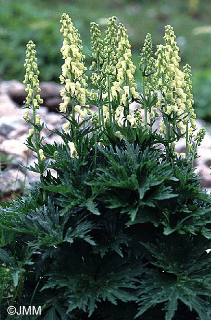 Aconitum lamarckii 