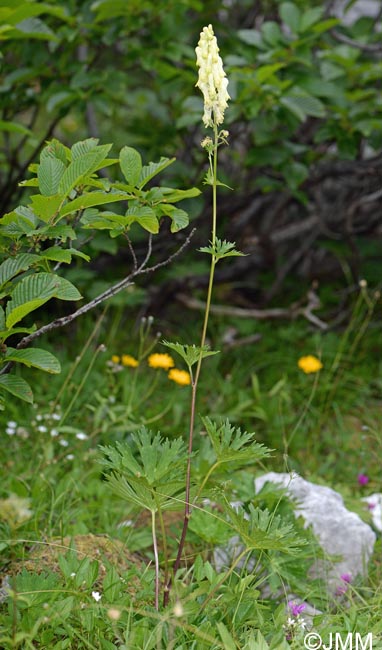 Aconitum lamarckii = Aconitum lycoctonum subsp. neapolitanum