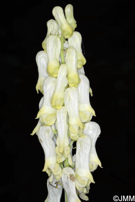 Aconitum lamarckii = Aconitum lycoctonum subsp. neapolitanum