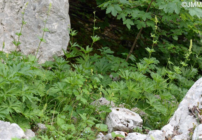 Aconitum lamarckii = Aconitum lycoctonum subsp. neapolitanum